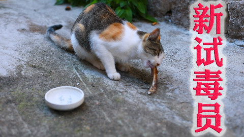 【小渔打野】在家烤羊排,这样烤最最好吃!隔壁邻居家的猫都....